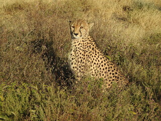 cheetah in the savannah