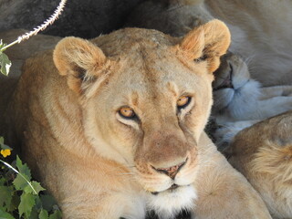 lion in the grass