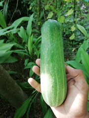 zucchini in a vegetable garden