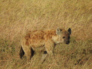 hyena in serengeti