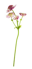 Twig of pink astrantia flowers