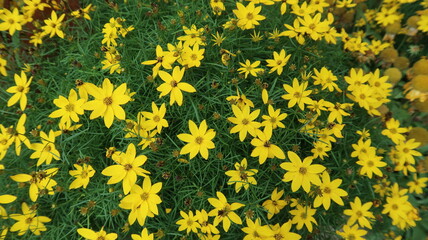 yellow flowers background