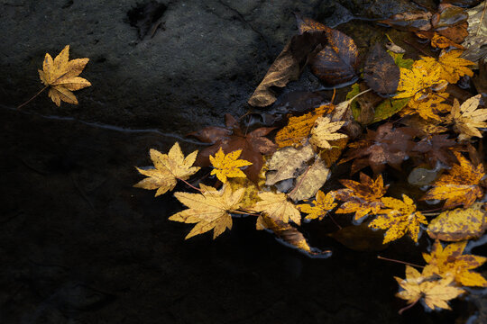 水辺に落ちている黄色いカエデの葉。美しい秋の風景。 © tagu