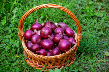 Basket with red onions stands in the grass