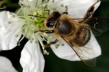 Honigbienen auf der Blüte der Waldbrombeere (Rubus fruticosus L)., Thueringen, Deutschland, Europa