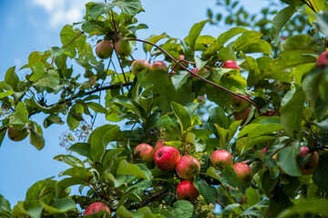 Red apples on the branches of an old tree.