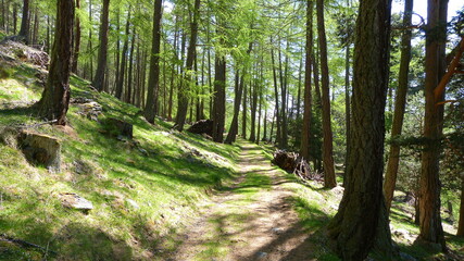 Lichtdurchfluteter Wanderweg durch den Wald