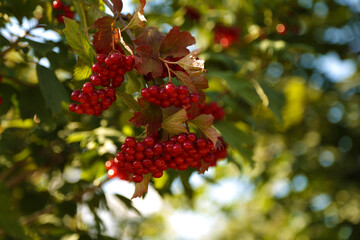 clusters of viburnum on a branch
