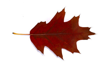 Brown and red autumn oak leaf close-up. Isolated over white background