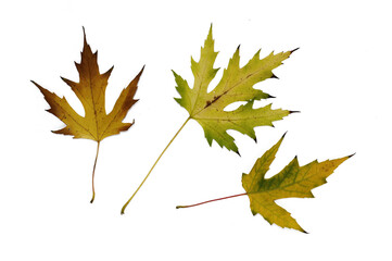 Multi-colored autumn maple leaves close-up. Isolated over white background.