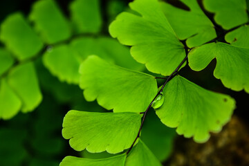 green leaves in the forest