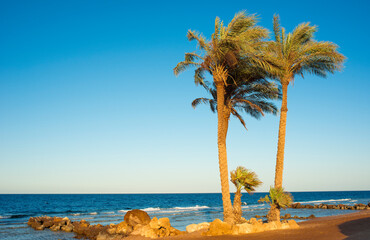 
palm trees on the beach at sunset in Sahl Hasheesh, Hurghada, Egypt