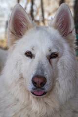 RETRATO DE PERRO BLANCO O PASTOR SUIZO