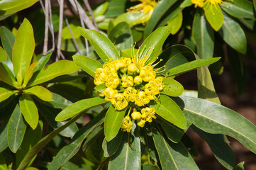 Sydney Australia,  bright yellow flowers of a Xanthostemon Chrysanthus or Golden Penda 