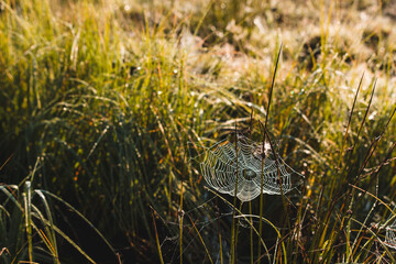 Spider web in the grass covered with morning dew taken in an early morning.