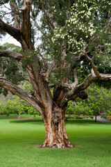 Sydney Australia, Melaleuca salicina or white bottlebrush tree