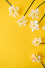 Yellow narcissus flowers on yellow background. Flat lay, top view floral festive holiday concept