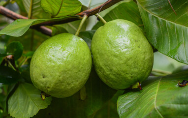 Ripe green guava pair on the tree. © Justin