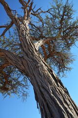 Kameldornbaum (vachellia erioloba) in der Kalahari in Namibia.