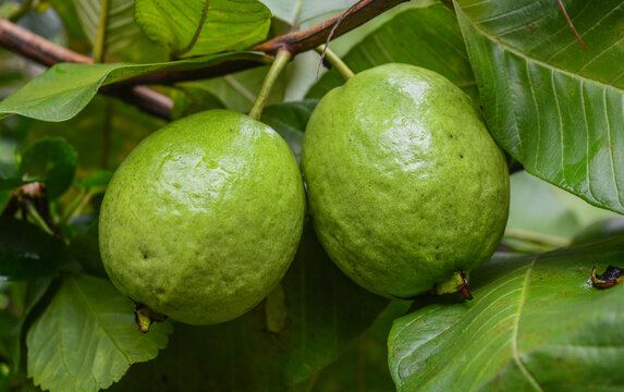 Ripe green guava pair on the tree.