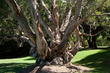 Fototapeta na wymiar Sydney Australia, tree trunk of an old gnarly Melaleuca leucadendra tree