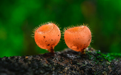 Mushrooms - Orange Cup Fungi on the forest tree