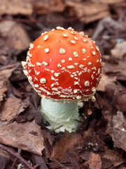 Fly agaric mushroom on the forest floor close - up view