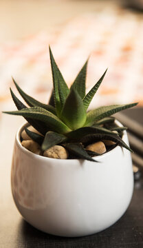 succulent plants in ceramic bowl