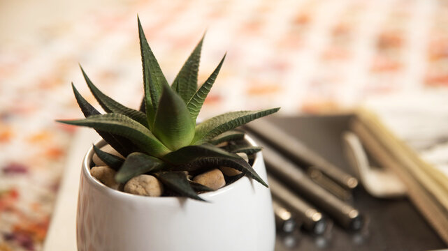 succulent plants in ceramic bowl