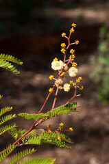 Sydney Australia, pale yellow flowers of Acacia terminalis known as sunshine wattle