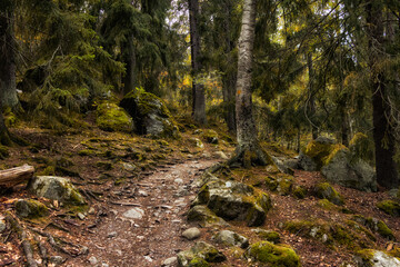 Path in a old growth forest near Stockholm