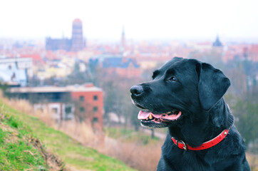 Labrador retriever in cityscape. Portrait of cute dog outdoors. Happy animal best friend of people. Close up.