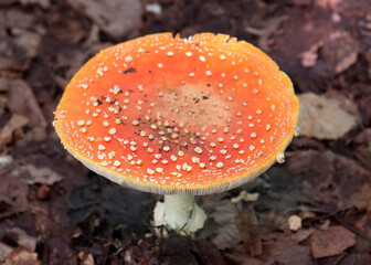 Fly agaric mushroom on the forest floor close - up view