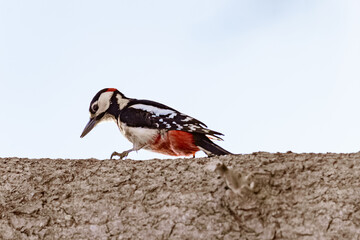 Great spotted woodpecker on a horizontal tree trunk