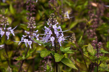 Sydney Australia,  orthosiphon aristatus or Cat's Whiskers bush with purple flower stems