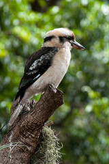 Sydney Australia, Kookaburra perched on tree branch 