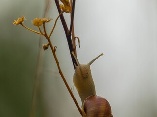 Ślimak © Piotr