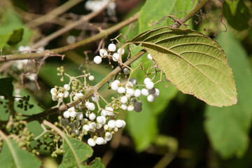 Sydney Australia, white berries of a native grewia bush