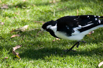 Sydney Australia, Grallina cyanoleuca or magpie-lark in garden