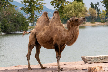 camel