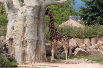 giraffe