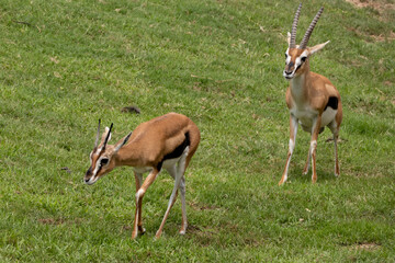 gazelle