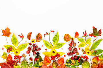 Autumn composition made of flowers,leaves, berries on white background. Autumn concept for Thanksgiving day or for other holidays. Flat lay.