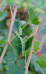 Green mantis in grass