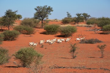  Schafherde in der Kalahari in Namibia.