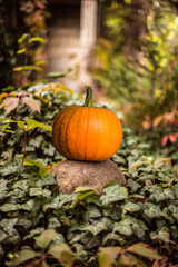 The symbol of the Halloween. Pumpkin in the garden inside the forest. Autumn day in the October.