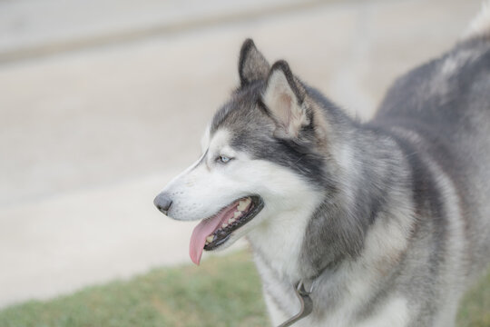 Very cute siberian husky dog in a summer day closeup. Selective focus