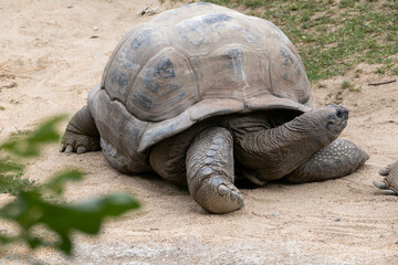 turtle on the ground