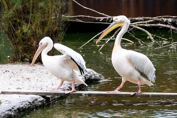 pelican on the beach