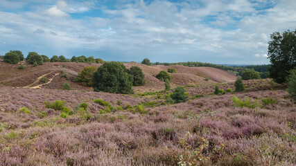 Fototapeta na wymiar Posbank Netherlands the heather in beautiful colours and sunset.